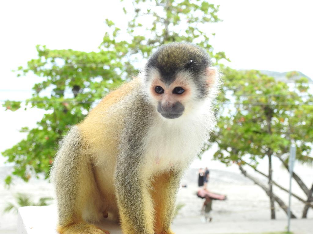The Elephant Castle Beach Front Penthouse Nationalpark Nationalpark Manuel Antonio Exterior foto